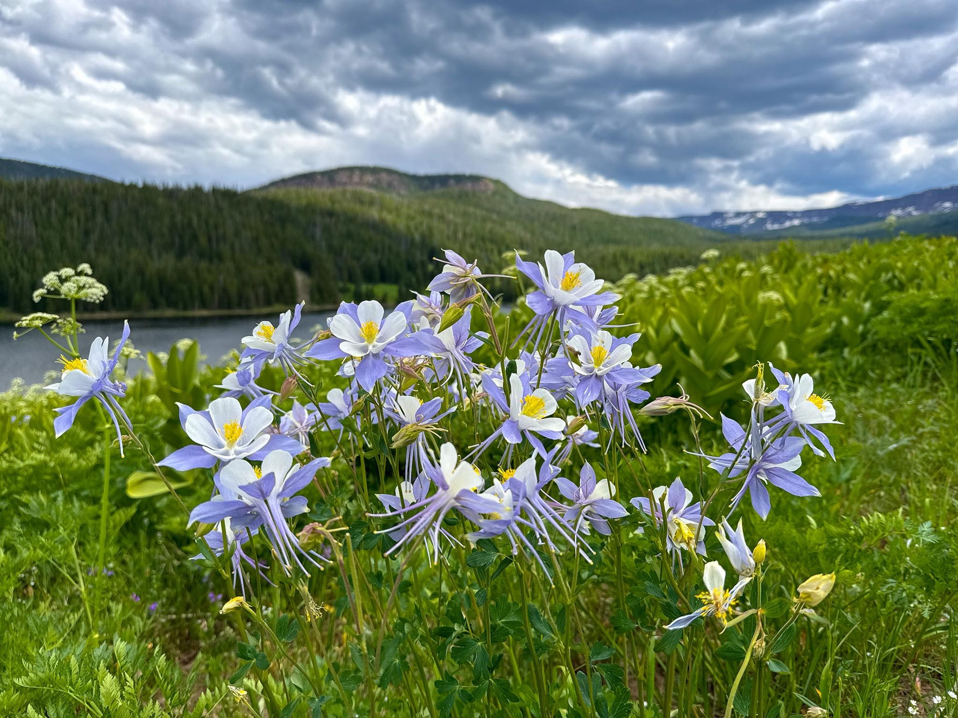Hortus Tree & Landscape Services, Corp. | Broadmoor, CO