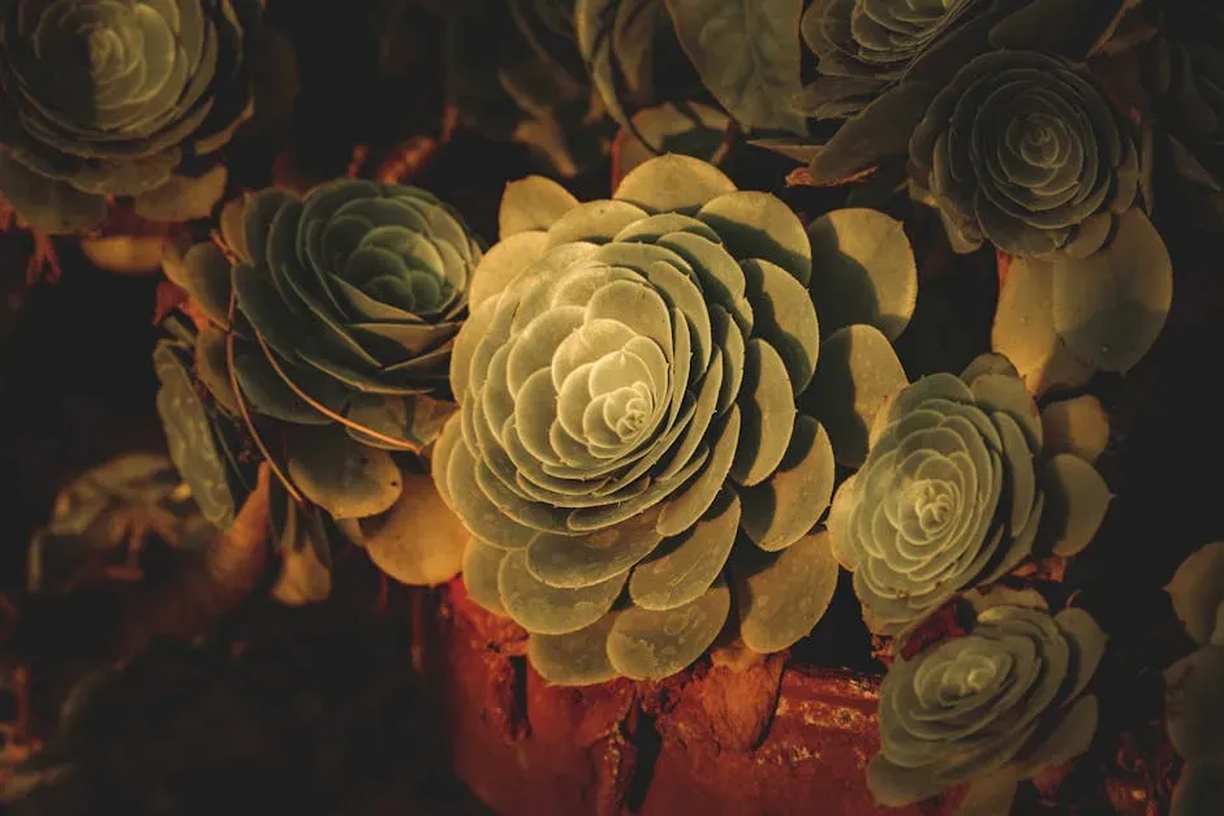 Landscaping | Hortus Tree & Landscape Services, Corp.
