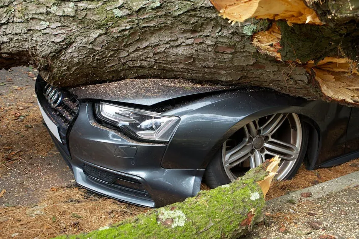 Hazard Removal | Hortus Tree & Landscape Services, Corp.