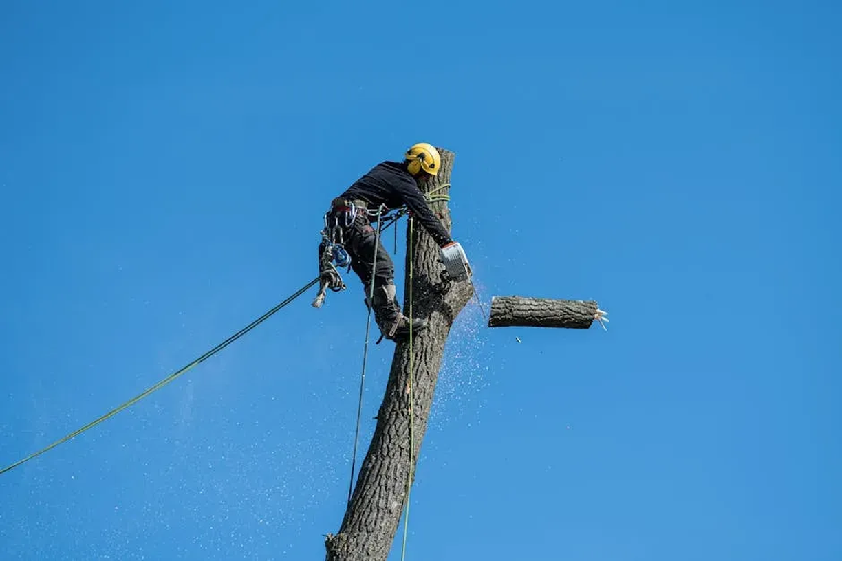 Tree Removal | Hortus Tree & Landscape Services, Corp.