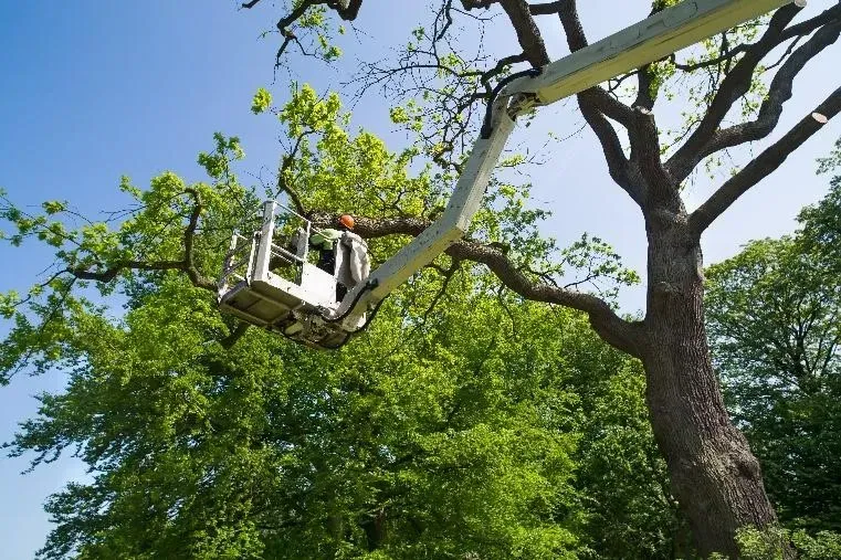 Hortus Tree & Landscape Services, Corp. | Colorado Springs, CO
