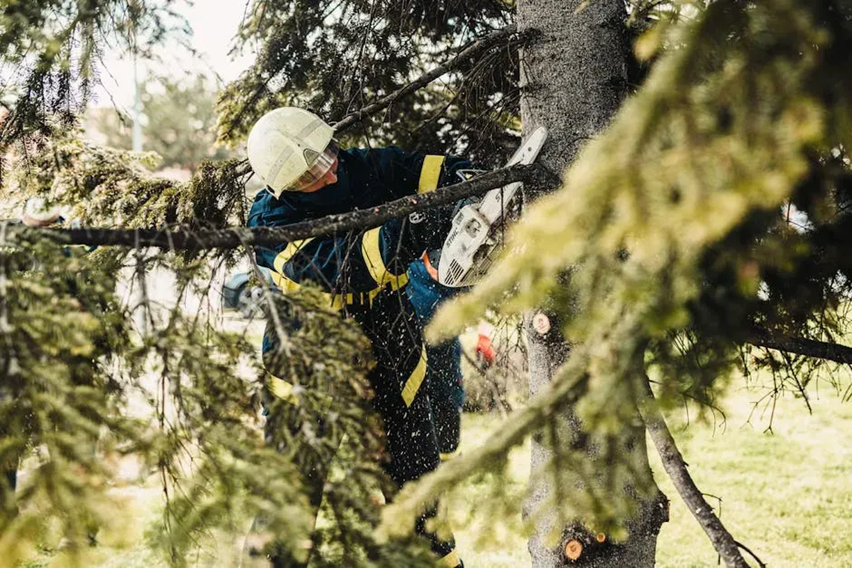 Tree Trimming | Hortus Tree & Landscape Services, Corp.