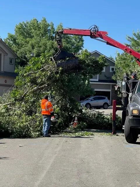 Hazardous Tree Removal - before