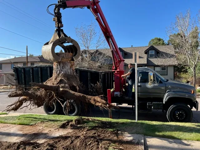Hazardous Tree Removal - after